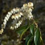 Pieris 'Forest Flame' bloemtros